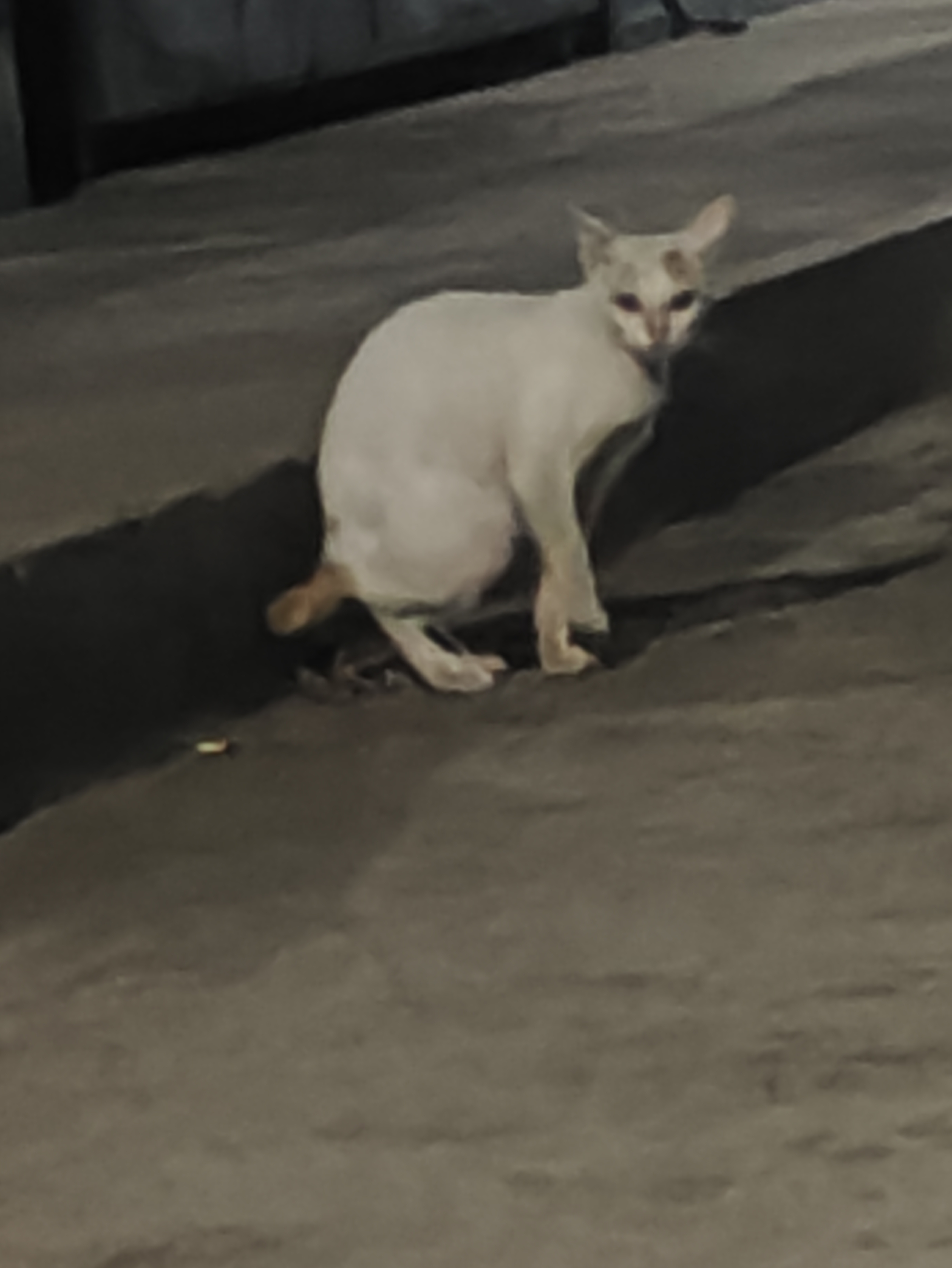 Buku